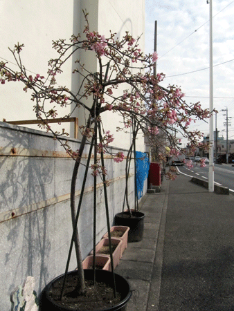 蒲原の河津桜