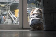 ぷりんは頑張り屋さん