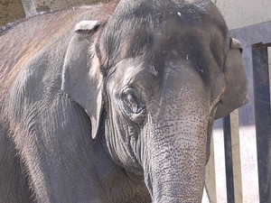動物園