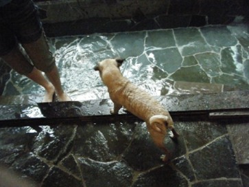 Dog Spasへ行ってきました