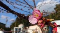 「春」の足音
