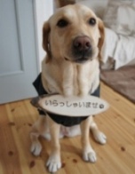赤毛のアンの家が似合うモデル犬募集　in　静岡