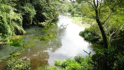 柿田川の水辺写真