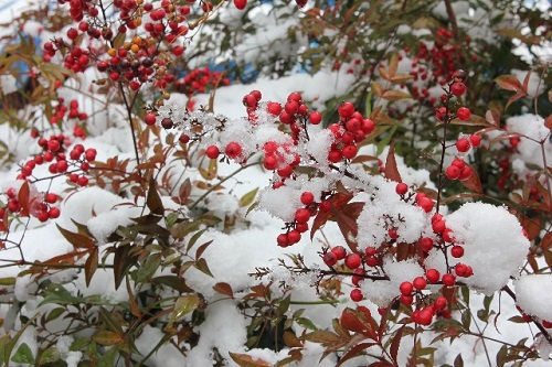 静岡県内の雪・目撃情報まとめ