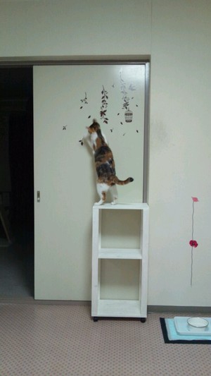 ミケマメの優雅な日常 ミケマメの優雅な日常