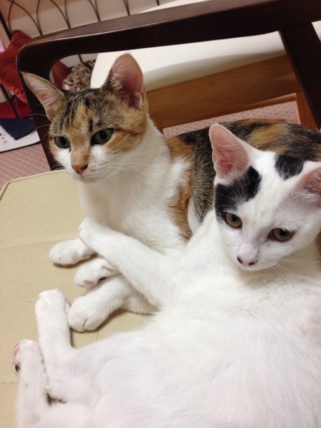 長毛黒猫 タマちゃん 服を着る! 長毛黒猫 タマちゃん 服を着る!