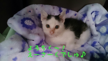 あれれ・・・ あれれ・・・