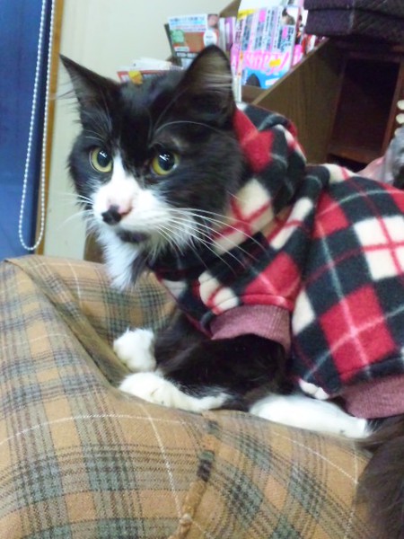 長毛黒猫 タマちゃん 服を着る! 長毛黒猫 タマちゃん 服を着る!