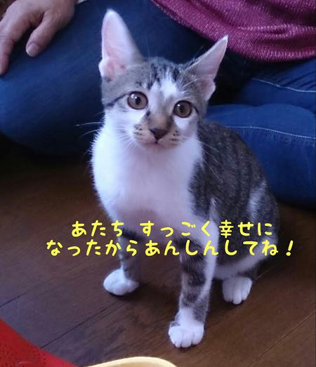 ねねちゃん(ちーちゃん)本譲渡‼ ねねちゃん(ちーちゃん)本譲渡‼