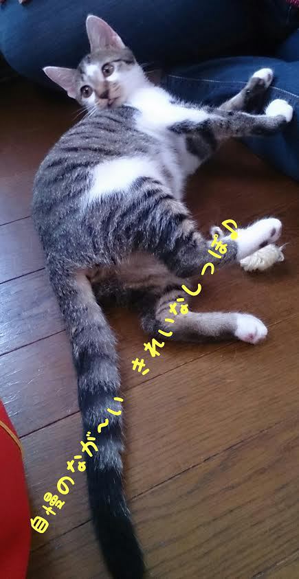 ねねちゃん(ちーちゃん)本譲渡‼ ねねちゃん(ちーちゃん)本譲渡‼