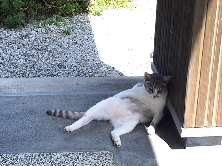 ミイコがいないぞ ミイコがいないぞ