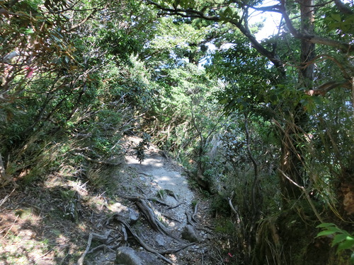 屋久島　宮之浦岳に登りました。前半
