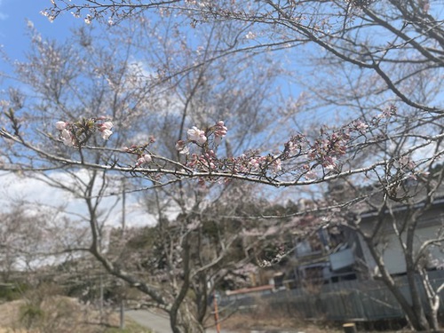 発見！桜の名所
