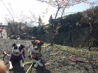 mixi静岡ジャック☆寒桜 久能山編