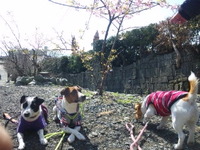 mixi静岡ジャック☆寒桜 久能山編
