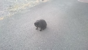 猫さん 猫さん