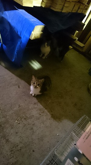 猫さん 猫さん