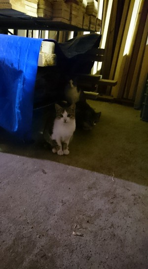 猫さん 猫さん
