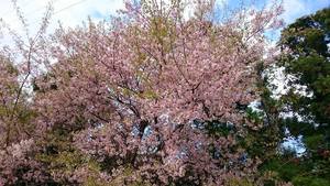 今日も高草山に… 今日も高草山に…