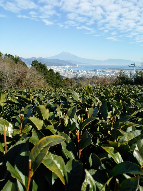 日本平山頂の梅の花 日本平山頂の梅の花
