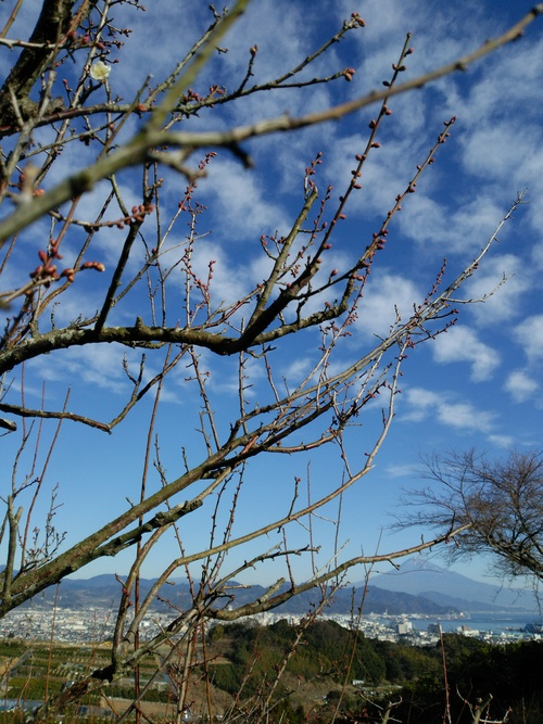日本平山頂の梅の花 日本平山頂の梅の花