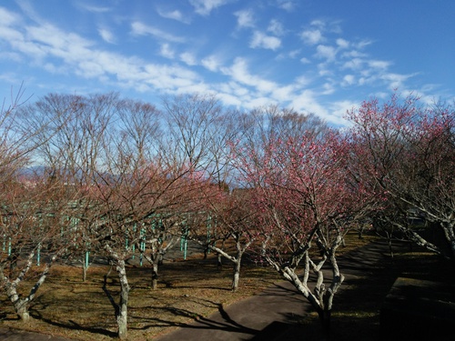 日本平山頂の梅の花 日本平山頂の梅の花