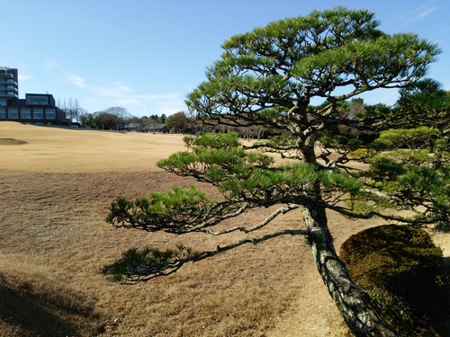 日本平山頂の梅の花 日本平山頂の梅の花