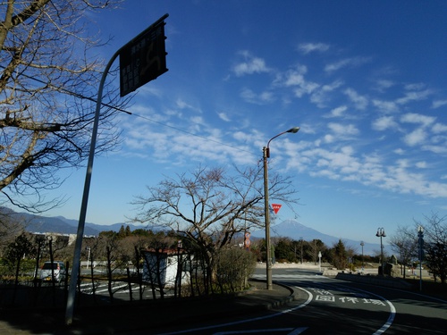 日本平山頂の梅の花 日本平山頂の梅の花