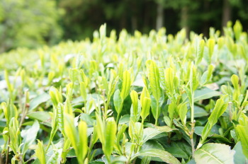 GWはお茶摘みへ
