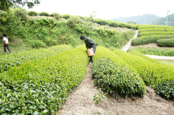 GWはお茶摘みへ