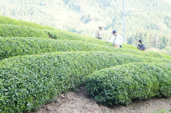 GWはお茶摘みへ