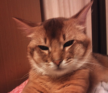 新しい家族!猫の『そば』