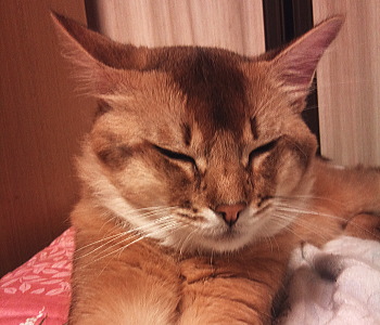 新しい家族!猫の『そば』