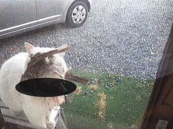 ミルクがとんでもない獲物を!!