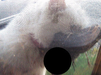 ミルクがとんでもない獲物を!!