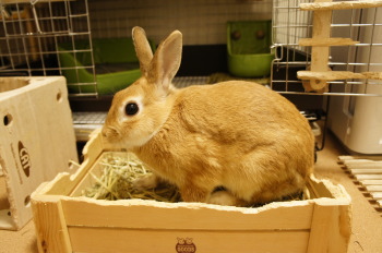 ミミの走っているトコ