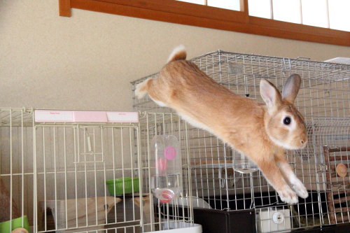 うさぎのミミ助と、モモちゃんの交流①&奇跡の1枚!!