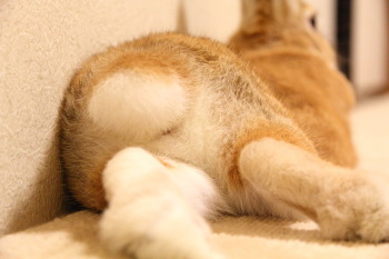 うさぎのミミ助と、モモちゃんの交流①&奇跡の1枚!!