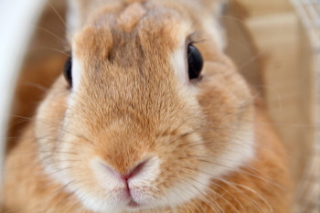 うさぎのミミ助と、モモちゃんの交流①&奇跡の1枚!!
