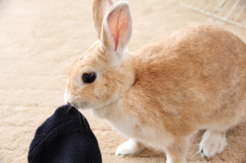 うさぎのミミ助と、モモちゃんの交流①&奇跡の1枚!!