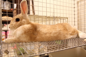 うさぎのミミ助と、モモちゃんの交流①&奇跡の1枚!!