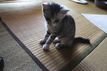 新しい家族、猫の「キイ」と「マル」