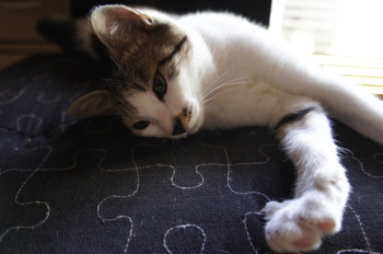 新しい家族、猫の「キイ」と「マル」