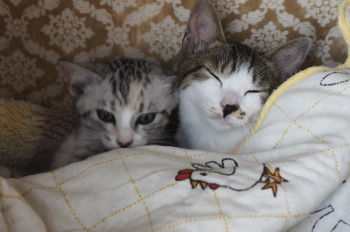 新しい家族、猫の「キイ」と「マル」