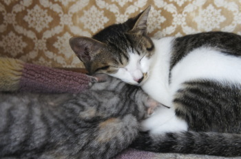 新しい家族、猫の「キイ」と「マル」