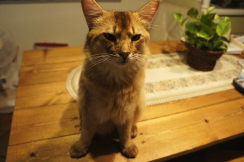 新しい家族、猫の「キイ」と「マル」