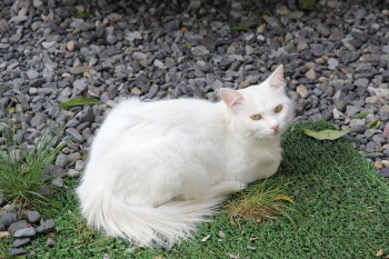 新しい家族、猫の「キイ」と「マル」