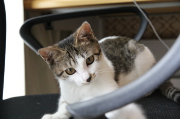 新しい家族、猫の「キイ」と「マル」