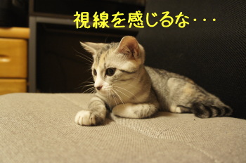 キイちゃん(猫)の紹介