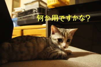 キイちゃん(猫)の紹介